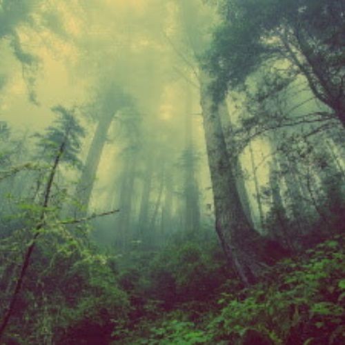  la reforestación