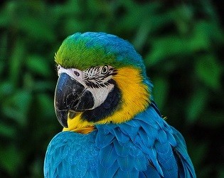 Acquista nei negozi per animali online con pagamento alla consegna