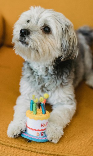 Perrito está sentado en el sofá con un mini pastel de juguete en las patas
