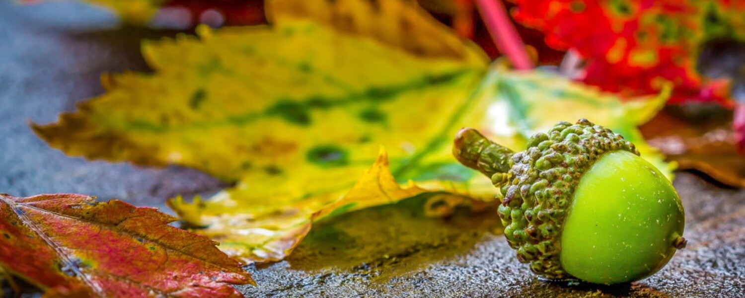 Herfstvakantie 2023: Kortingscodes en aanbiedingen | BravoKorting