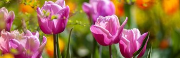 may day flowers