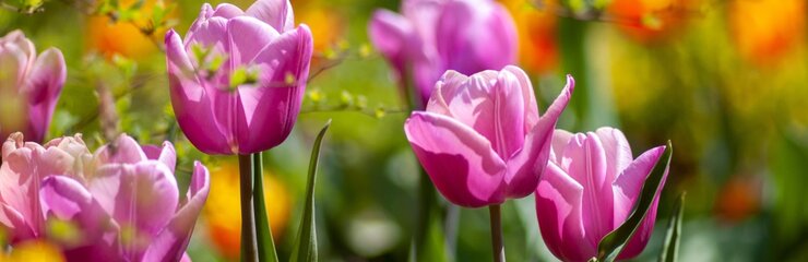may day flowers