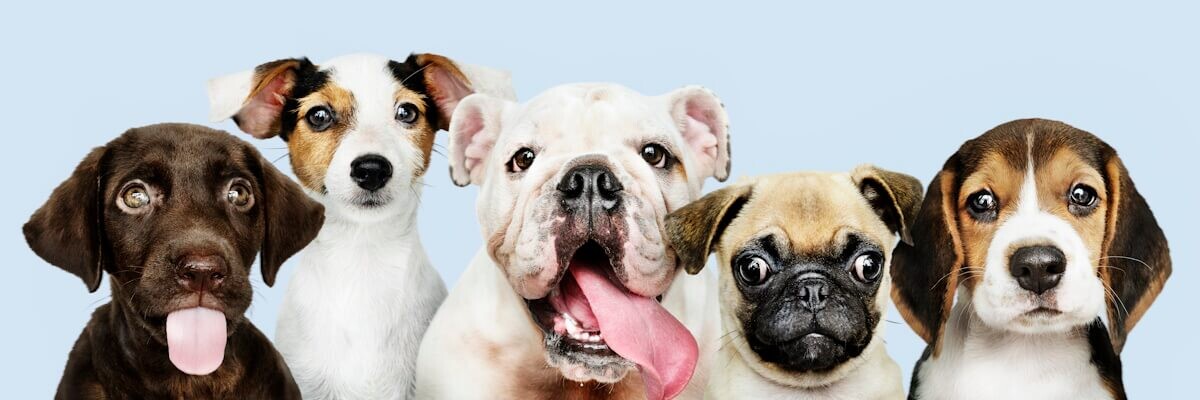 Retrato de cinco cachorros de perro