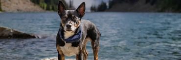 Small Dog in water with a blue Halo Collar 