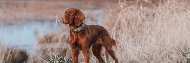 halo collar 5 in Realtree camo