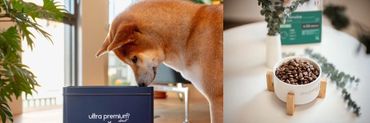 Chien et nourriture pour chien