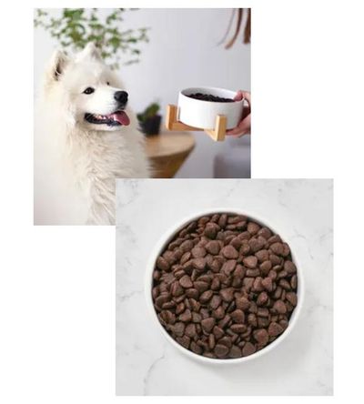 dog-food