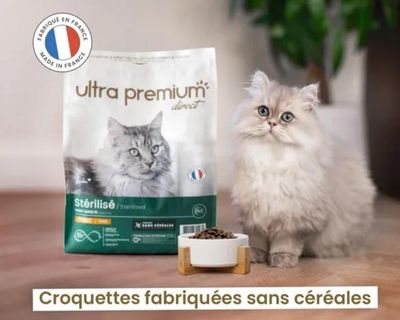 chat-food