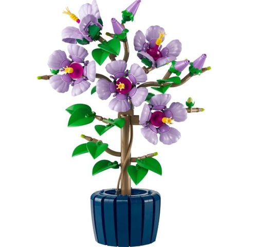 hibiscus