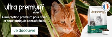 Chat et nourriture pour chat